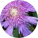 martha jewett profile picture